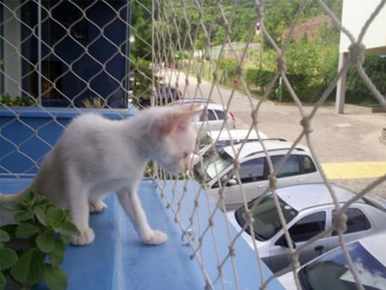 Redes de Proteção em SP