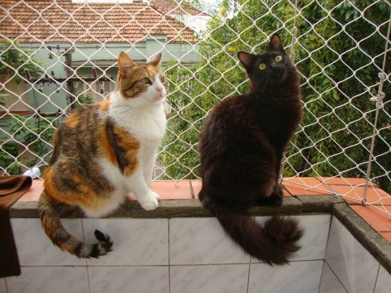 Redes de Proteção para Gatos para Varandas e Janelas