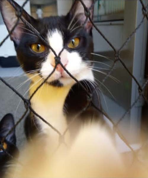 Redes de Proteção para Sacadas Com Gatos